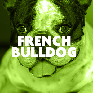 Furminator for french clearance bulldog